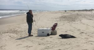 A fisherman along the ocean with a seal pup near his cooler 