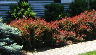 a front foundation planting wiht maroon leafed invasive barberry.