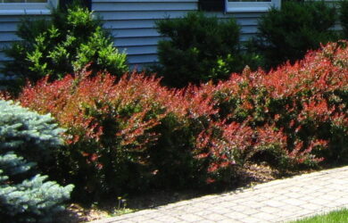 a front foundation planting wiht maroon leafed invasive barberry.