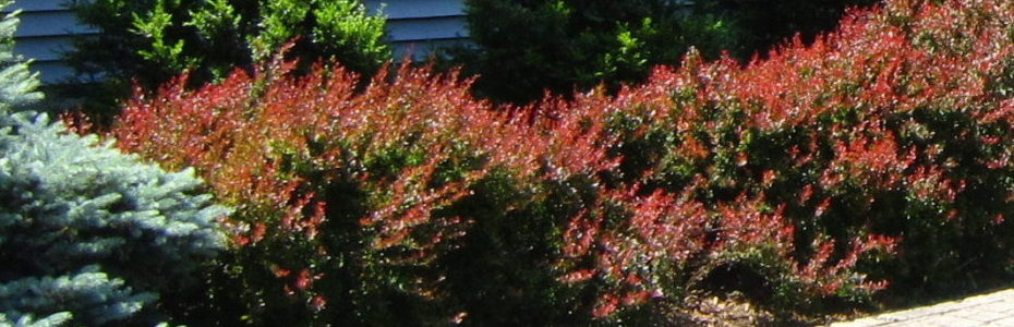a front foundation planting wiht maroon leafed invasive barberry.