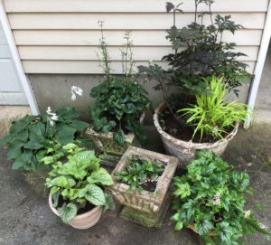 Mary Stone, Garden Dilemmas, Ask Mary Stone,Gardening tips, Garden Blogs, Stone Associates Landscape Design, Garden Blog,, Late Season Naked Pots,, Dressed Late Season Pots