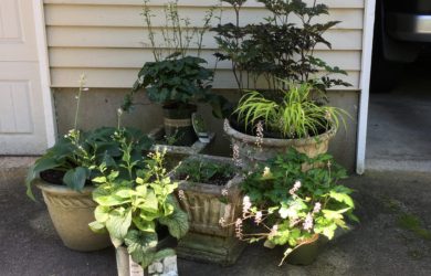 Mary Stone, Garden Dilemmas, Ask Mary Stone,Gardening tips, Garden Blogs, Stone Associates Landscape Design, Garden Blog,, Late Season Naked Pots,, Dressed Late Season Pots
