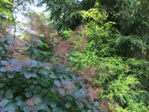 Maroon-leafed Smoke Bush next to a Chartreuse needled Gold Thread Cypress.