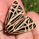 A black and beige-winged Virgin Tiger Moth with in the palm of a hand.