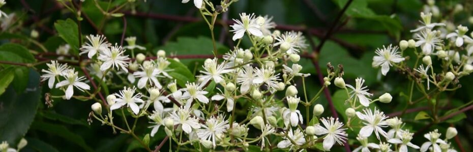 A Virgin's Bower cematis wiht clusters of tiny white flowering on dark green leaves.