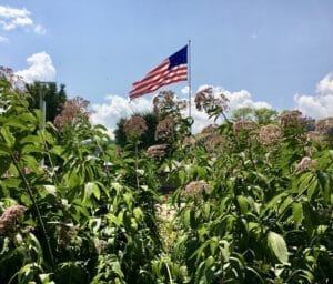 a tall mauve-flowering perennial, Joe-Pye weed, in front of an American flag