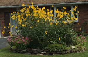 Mary Stone, Garden Dilemmas, Ask Mary Tall yellow-blooming Swamp sunflower, Helianthus angustifolius, in frnt of a brink ranch house. 