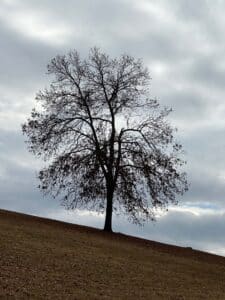 the Fall Silhouette of a leafless large tree on a hill at Lakeshore-