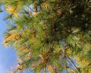 Looking up at an evergreen tree, a white pine, that has golden needles mixed with green needles. 