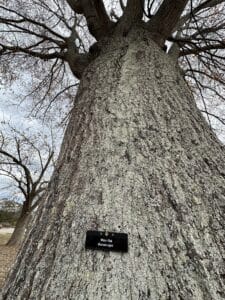 looking up at a 3-foot wide trunk of tree labeled Water Oak with grey textured bark.