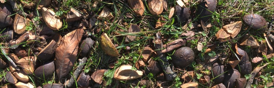 shagbark hickory nut litter