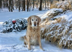 A golden retriever sitting in the snow in front of a weeping hemlock decorated with a red Christmas ball.