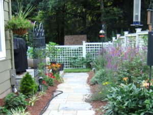 a perennial garden with a white lattice fence and straight stone walkway and a dwarf umbrella pine
