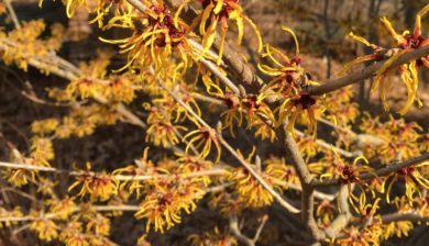 the yellow mop-like flowers of Heinrich Burns Witch Hazel.