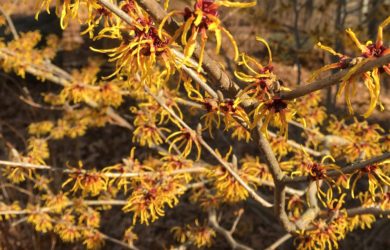 the yellow mop-like flowers of Heinrich Burns Witch Hazel.