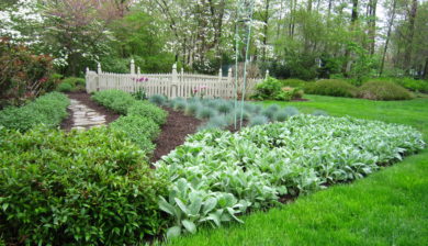 Mary Stone, Garden Dilemmas, Ask Mary Stone,Gardening tips, Garden Blogs, Stone Associates Landscape Design, Garden Blog, Hemlock Mulch
