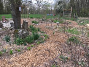Mary Stone, Garden Dilemmas, Ask Mary Stone,Gardening tips, Garden Blogs, Stone Associates Landscape Design, Garden Blog, Woodchip Garden Path