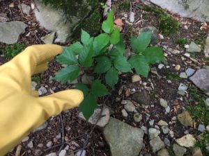 Mary Stone, Garden Dilemmas, Ask Mary Stone,Gardening tips, Garden Blogs, Stone Associates Landscape Design, Garden Blog, Poison Ivy Removal, Removing Poison Ivy