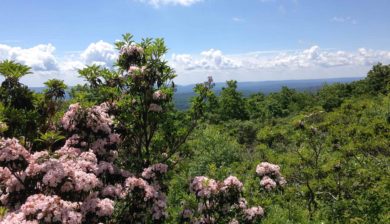 the view at Big Pocono State Park with a pink flowering Mountain Laurel in the foreground overlooking a mountain range.