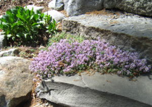 Mary Stone, Garden Dilemmas, Ask Mary Stone,Gardening tips, Garden Blogs, Stone Associates Landscape Design, Garden Blog, Lawn Alternative, Creeping Thyme