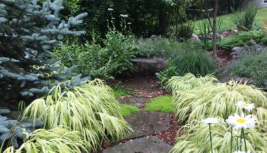 Mary Stone, Garden Dilemmas, Ask Mary Stone,Gardening tips, Garden Blogs, Stone Associates Landscape Design, Garden Blog, Lawn Alternative