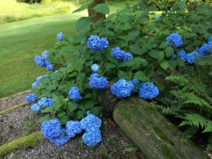Mary Stone, Garden Dilemmas, Ask Mary Stone,Gardening tips, Garden Blogs, Stone Associates Landscape Design, Garden Blog, Hydragea