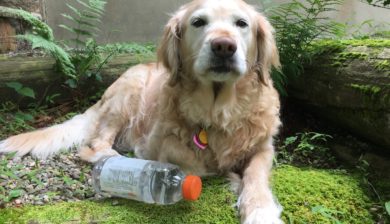 A yellow golden retriever with a water bottle lying on grass in the Dog Days of Summer