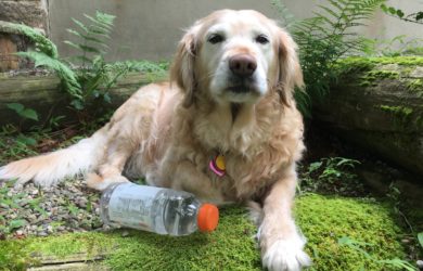 A yellow golden retriever with a water bottle lying on grass in the Dog Days of Summer