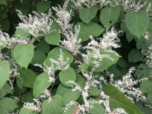 Japanese knotweed (Reynoutria japonica) with sprays of white flowers