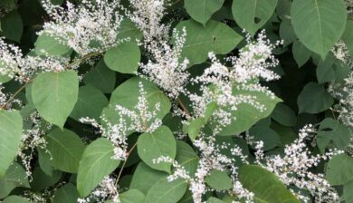 Japanese knotweed (Reynoutria japonica) with sprays of white flowers