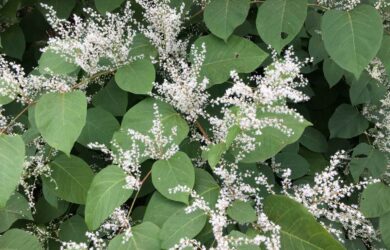 Japanese knotweed (Reynoutria japonica) with sprays of white flowers