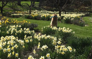 Mary Stone, Garden Dilemmas, Ask Mary Stone,Gardening tips, Garden Blogs, Stone Associates Landscape Design, How to Plant Bulbs, Daffodils