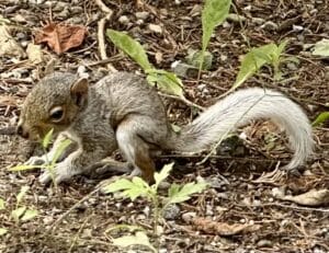 a baby grey squirrel crouched in bare dirt looking frightened.