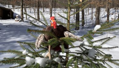 a turkey puppet on a Norway Spruce in the snow