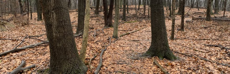 A golden retriever walking on a trail with fallen leaves Lodestar Park, Successional Forest