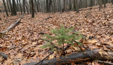 a young evergreen tree, a hemlock, amongst a forest floor of fall leaves.