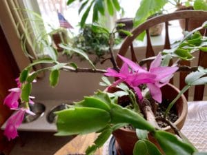 a Christmas cactus on a table with hot pink blooms