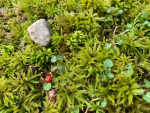 a patch of lime green moss with Partridge Berry meandering through. 