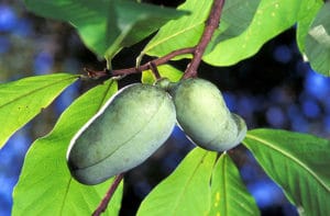 two pawpaw fruit on a branch of a pawpaw tree with the sun shining through the green leaves
