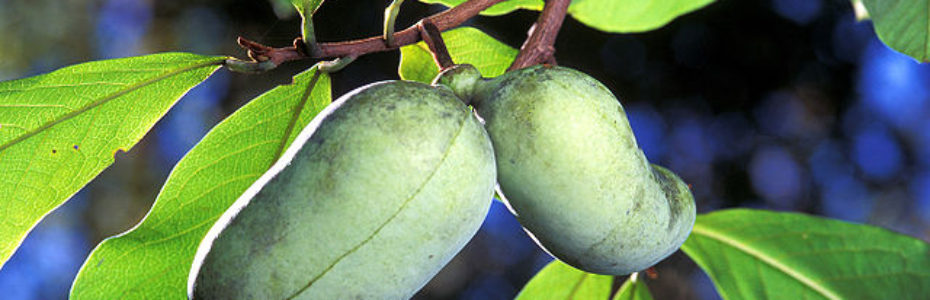 two pawpaw fruit on a branch of a pawpaw tree with the sun shining through the green leaves