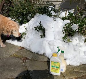 a golden retriever looking at a holly in snow and Deer Out Deer Spray