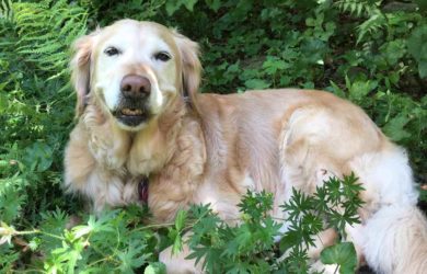 A an older golden retriever with a white face and big smile named Miss Ellie Mae sitting in a garden .
