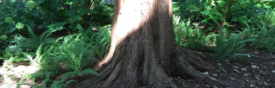 a trunk of a redwood tree with a sunbeam