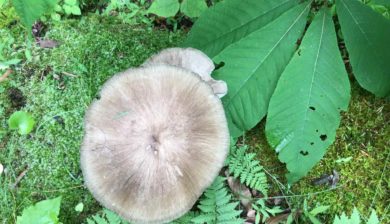 A flat topped mushroom amongst moss and a bottlebrush buckeye leaf