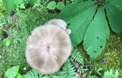 A flat topped mushroom amongst moss and a bottlebrush buckeye leaf
