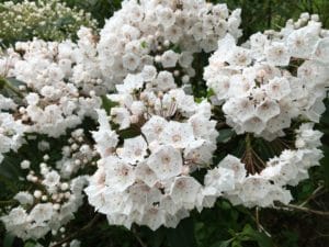 A mass of white flowering Mountain Laurel, Kalmia latifolia.