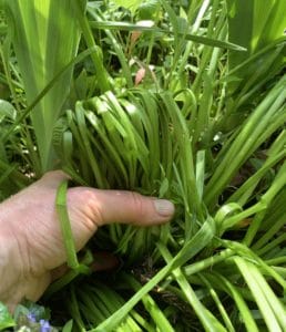 a woman's hand folding over daffodil foliage.