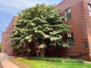 a white flowering Kousa Dogwood as tall as a two-story brick building. 