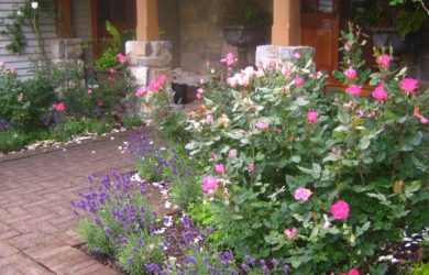 a brick walk leading to a front entrance with pink knock out roses