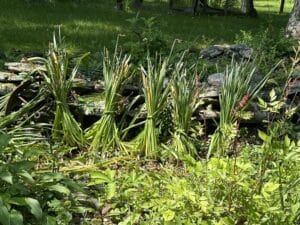a row of daffodil foliage tied into pigtails